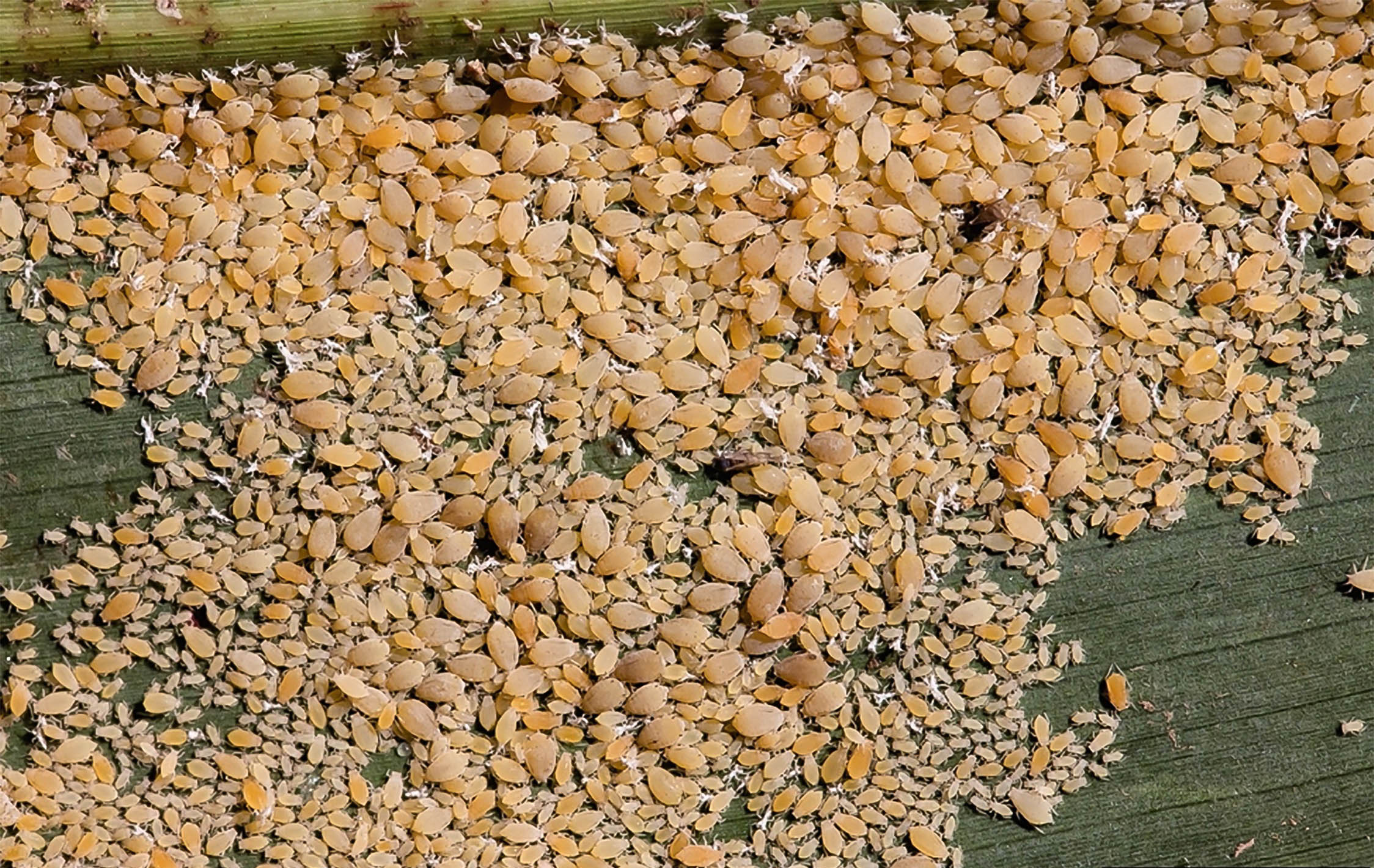 The image shows a dense infestation of sugarcane aphids (Melanaphis sacchari) on a leaf surface. The aphids are small, oval-shaped, and yellowish in color, clustered together in large numbers. These pests feed on the plant's sap, causing damage that can lead to yellowing, stunted growth, and reduced crop yields, particularly in sugarcane and sorghum fields.